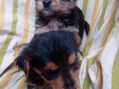 Miniature Yorkshire Terrier puppies in Wexford