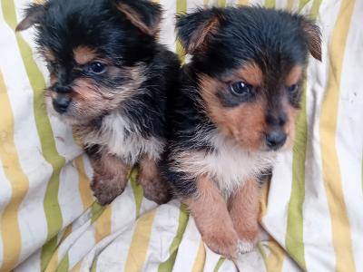Miniature Yorkshire Terrier puppies in Wexford
