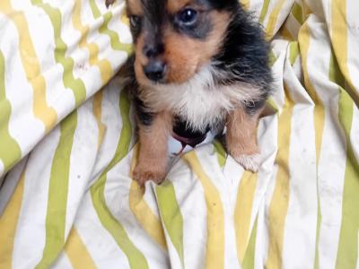 Miniature Yorkshire Terrier puppies in Wexford