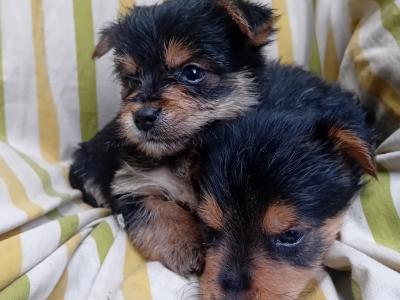 Miniature Yorkshire Terrier puppies in Wexford
