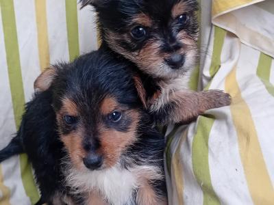 Miniature Yorkshire Terrier puppies in Wexford