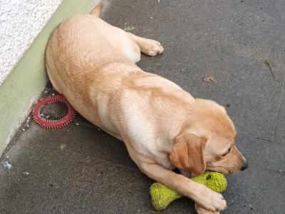 IKC Registered male Golden Retreiver puppy 6 months old in Westmeath