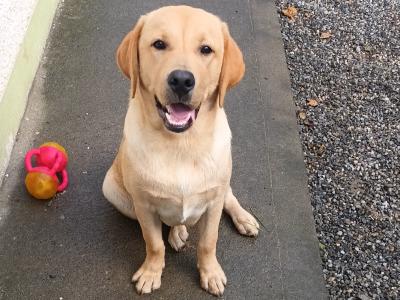 IKC Registered male Golden Retreiver puppy 6 months old in Westmeath
