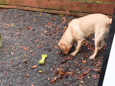 IKC Registered male Golden Retreiver puppy 6 months old in Westmeath