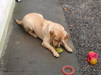 IKC Registered male Golden Retreiver puppy 6 months old in Westmeath