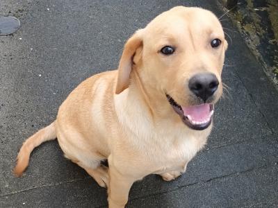 IKC Registered male Golden Retreiver puppy 6 months old in Westmeath