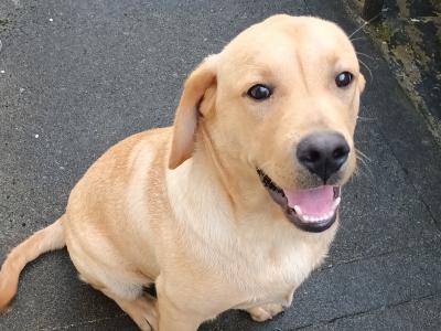 IKC Registered male Golden Retreiver puppy 6 months old in Westmeath