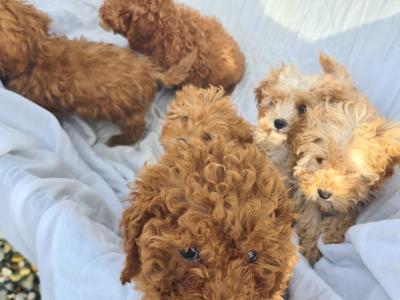 6 stunning Cavapoo puppies in Wexford