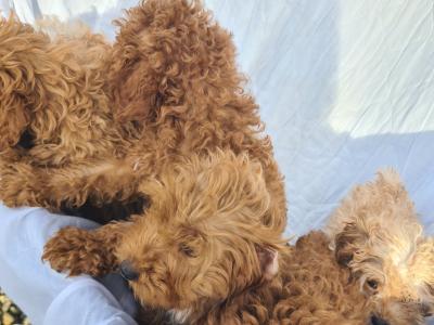 6 stunning Cavapoo puppies in Wexford