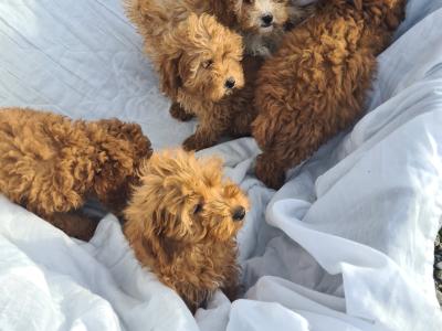 6 stunning Cavapoo puppies in Wexford