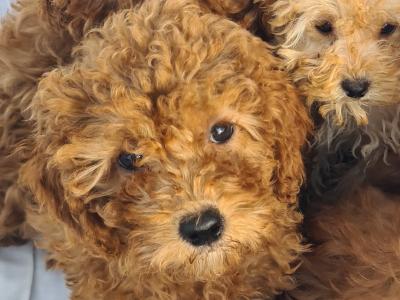 6 stunning Cavapoo puppies in Wexford
