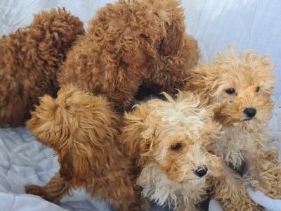 6 stunning Cavapoo puppies in Wexford