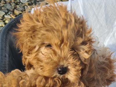 6 stunning Cavapoo puppies in Wexford