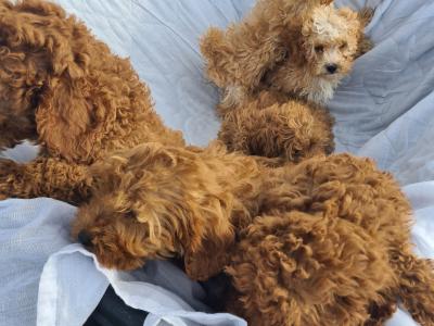 6 stunning Cavapoo puppies in Wexford