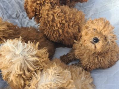 6 stunning Cavapoo puppies in Wexford