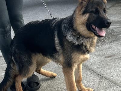 Male German Shepherd puppy 5 months old in Kilkenny