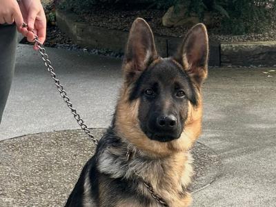 Male German Shepherd puppy 5 months old in Kilkenny