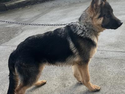 Male German Shepherd puppy 5 months old in Kilkenny