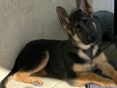 Male German Shepherd puppy 5 months old in Kilkenny