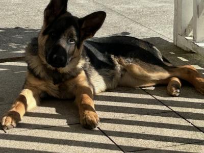 Male German Shepherd puppy 5 months old in Kilkenny