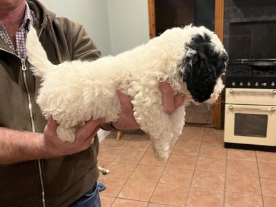 Beautiful miniature Poochon puppies non shed.