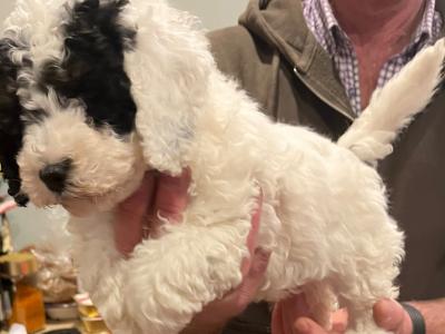 Beautiful miniature Poochon puppies non shed.