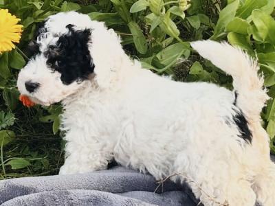 Beautiful  Poochon puppies non shed in Wexford