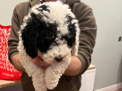 Beautiful miniature Poochon puppies non shed.