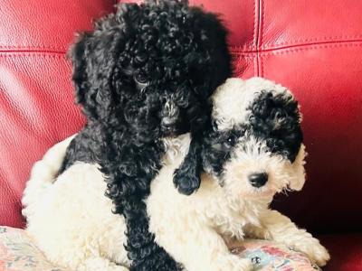 Beautiful Poochon puppies non shed in Wexford