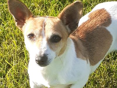 2 years old female miniature Jack Russell in Kilkenny