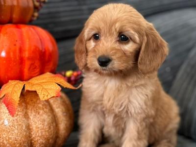Miniature Double Goldendoodle puppies in Wexford