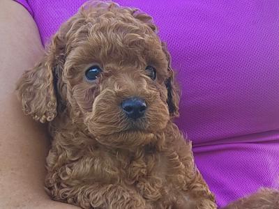 Stunning Toy Poodle puppies in Limerick