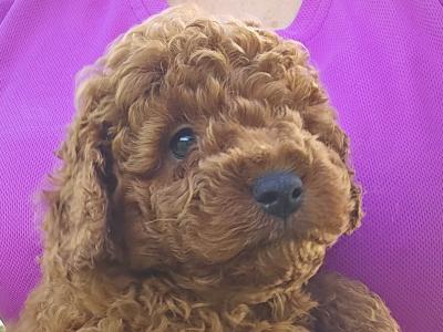 Stunning Toy Poodle puppies in Limerick