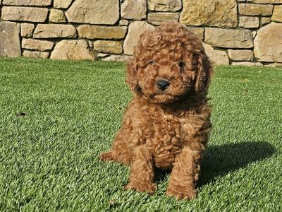 Stunning Toy Poodle puppies in Limerick