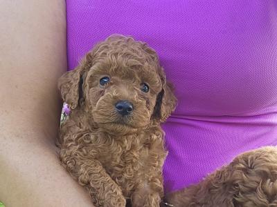 Stunning Toy Poodle puppies in Limerick