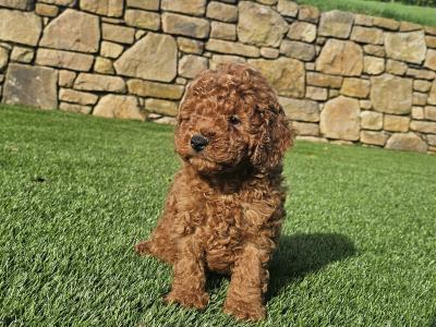 Stunning Toy Poodle puppies in Limerick