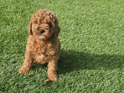 Stunning Toy Poodle puppies in Limerick