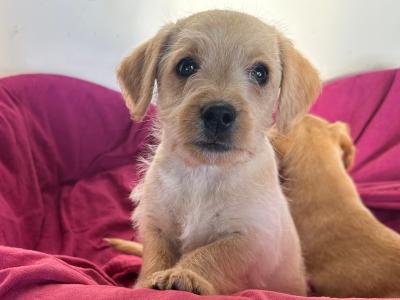 Miniature Cockapoo X puppies in Cork