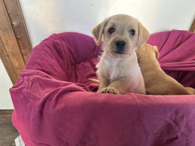 Miniature Cockapoo x puppies in Cork