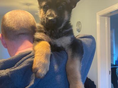 IKC Registered male German Shepherd puppy in Louth