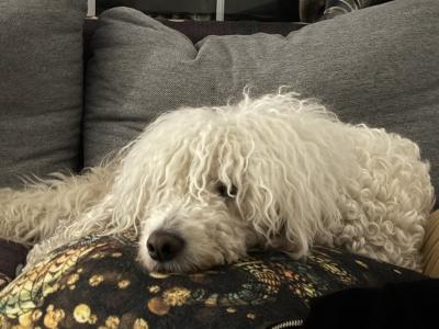 4-Year-Old White Female Golden Doodle – Intelligent, Energetic, Independent & Loving Companion