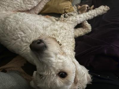 4-Year-Old White Female Golden Doodle – Intelligent, Energetic, Independent & Loving Companion
