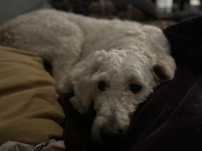 4-Year-Old White Female Golden Doodle – Intelligent, Energetic, Independent & Loving Companion
