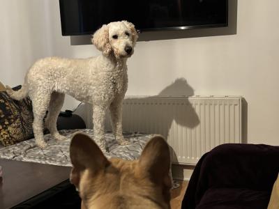 4-Year-Old White Female Golden Doodle – Intelligent, Energetic, Independent & Loving Companion