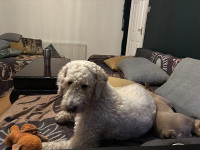 4-Year-Old White Female Golden Doodle – Intelligent, Energetic, Independent & Loving Companion
