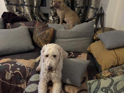 4-Year-Old White Female Golden Doodle – Intelligent, Energetic, Independent & Loving Companion