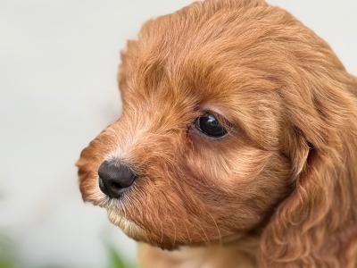 Cavapoo puppies in Cork