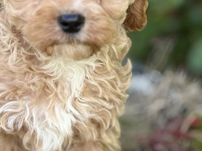 Cavapoo puppies in Cork