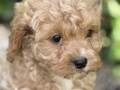 Cavapoo puppies in Cork