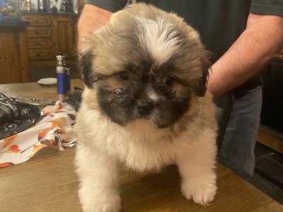 Beautiful fluffy male Shih Tzu puppy in Clare